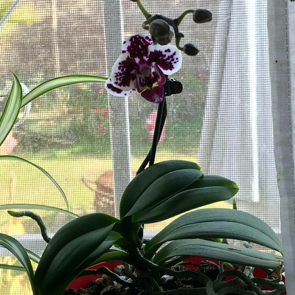 Meet your Posher, Ruby - Picture 1 of 1